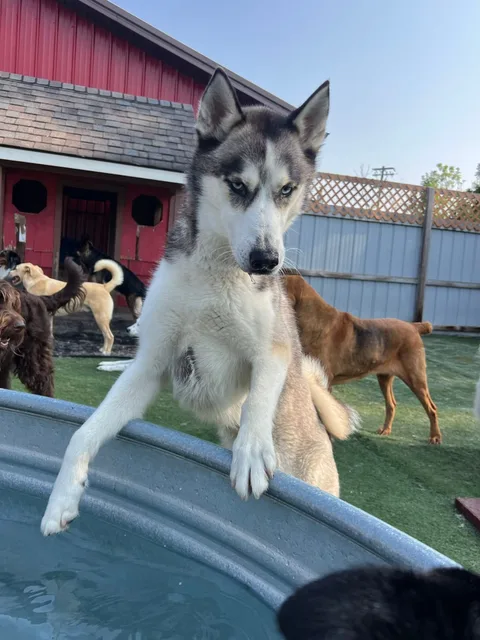 Benji, the black and white husky, with his paws on the edge of a water tub