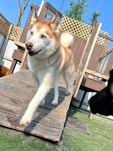 Dallas, the red, brown and white husky, stepping toward the camera