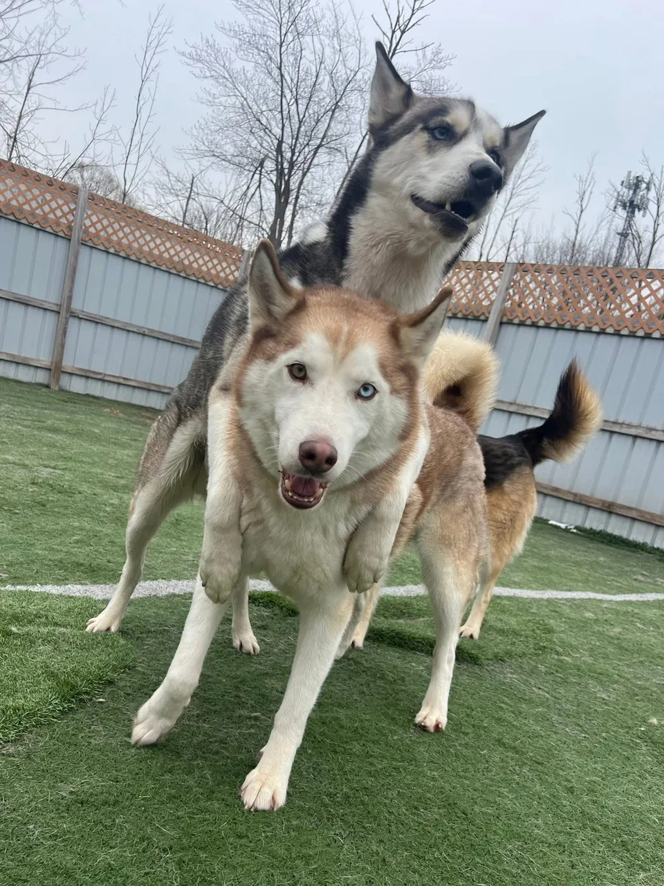 Dallas in front and Benji behind him, playing together outside